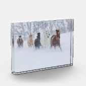 Pferde, die durch den Schnee laufen Fotoblock (Links)