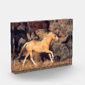 Pferde, die eine Ponderosa Ranch laufen Fotoblock (Links)