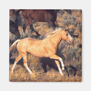 Pferde, die eine Ponderosa Ranch laufen Magnet