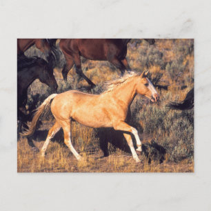 Pferde, die eine Ponderosa Ranch laufen Postkarte