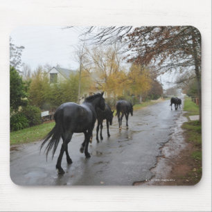 Pferde, die hinunter Eichen-Straße im Regen gehen Mousepad