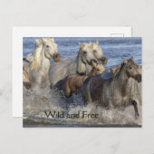 Pferde, die in das Wasser galoppieren Postkarte (Vorne/Hinten)
