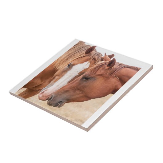 Pferde, die in einer Weide nass werden Fliese (Seite)