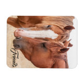 Pferde, die in einer Weide nass werden Magnet (Horizontal)