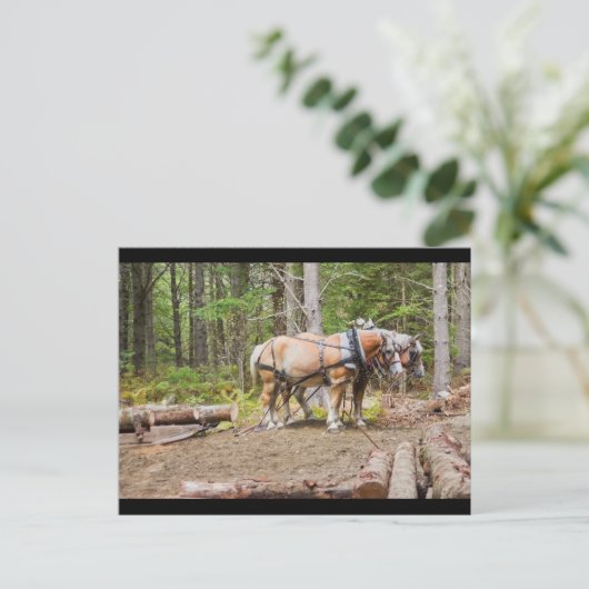 Pferde, die in Wäldern von Maine Holzschlösser zie Postkarte (Stehend Vorderseite)