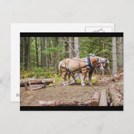Pferde, die in Wäldern von Maine Holzschlösser zie Postkarte (Vorne/Hinten)