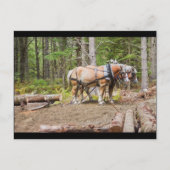Pferde, die in Wäldern von Maine Holzschlösser zie Postkarte (Vorderseite)