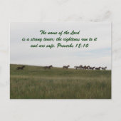 Pferde, die mit der Scripting Post Card laufen Postkarte (Vorderseite)