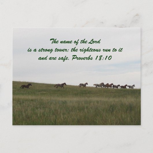 Pferde, die mit der Scripting Post Card laufen Postkarte (Vorderseite)