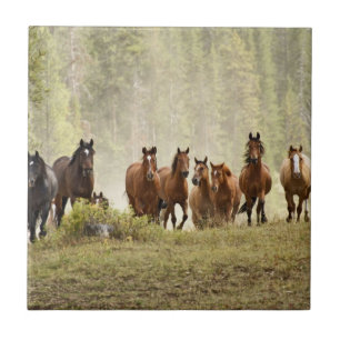 Pferde, die während der Roundup einen kleinen Hüge Fliese