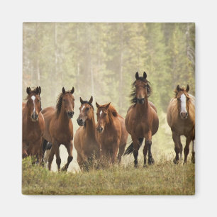 Pferde, die während der Roundup einen kleinen Hüge Magnet