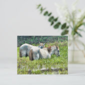 Pferde entlang des Amazonas Postkarte (Stehend Vorderseite)