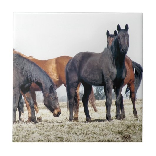 PFERDE FLIESE (Vorderseite)