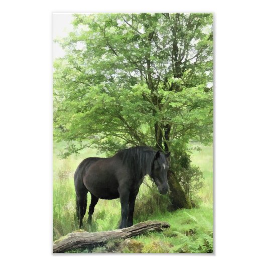 PFERDE FOTODRUCK (Vorne)