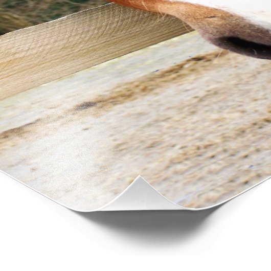 PFERDE FOTODRUCK (Ecke)