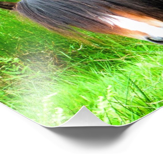 PFERDE FOTODRUCK (Ecke)