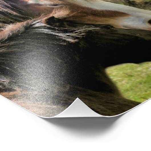 PFERDE FOTODRUCK (Ecke)