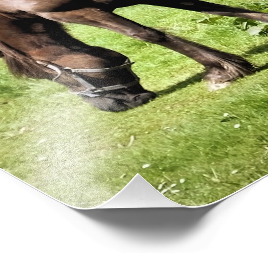 PFERDE FOTODRUCK (Ecke)