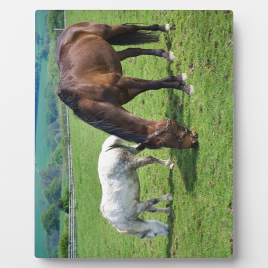 Pferde Fotoplatte (Vorderseite)