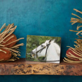 PFERDE FOTOPLATTE (Seite)