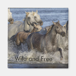 Pferde galoppieren im Wasser Magnet