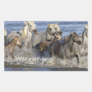 Pferde galoppieren im Wasser Rechteckiger Aufkleber