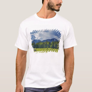 Pferde grasen auf einer Weide in der Nähe von Whit T-Shirt