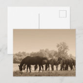 Pferde Grazing - Sepia Toned Foto Postkarte (Vorne/Hinten)