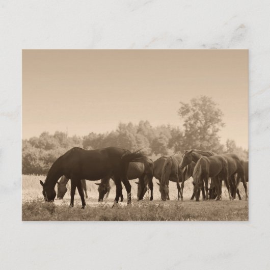 Pferde Grazing - Sepia Toned Foto Postkarte (Vorderseite)