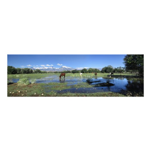 Pferde Grazing unter den Sierra Nevada Fotodruck (Vorne)