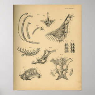 Pferde-Halswirbelsäulen-Anatomie 1908 Vintage-Druc Poster