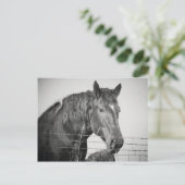 Pferde hinter dem Zaun in Schwarz und Weiß Postkarte (Stehend Vorderseite)
