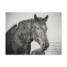 Pferde hinter dem Zaun in Schwarz und Weiß