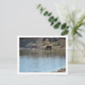 Pferde im Fluss Postkarte (Stehend Vorderseite)