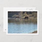 Pferde im Fluss Postkarte (Vorne/Hinten)