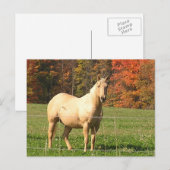 Pferde im Herbst Postkarte (Vorne/Hinten)