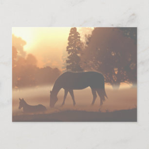 Pferde im Nebel des Morgens2 Postkarte