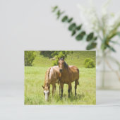 Pferde im San Rafael-Tal, Arizona Postkarte (Stehend Vorderseite)