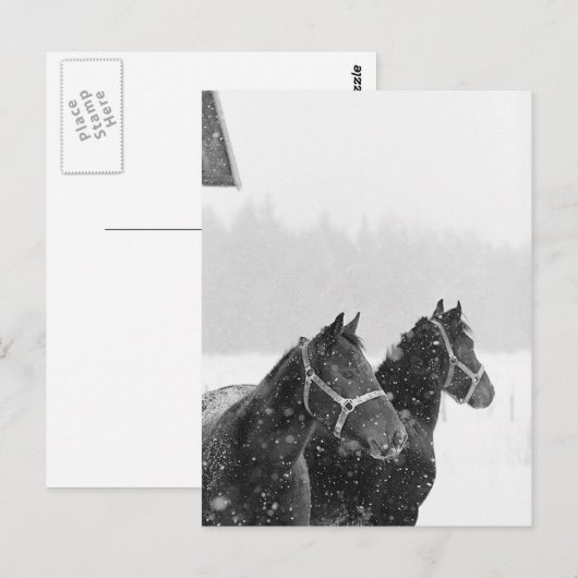 Pferde im Schneefall Postkarte (Vorne/Hinten)