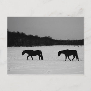 Pferde im Schneekanal Postkarte