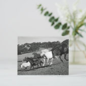 Pferde im Spiel Postkarte (Stehend Vorderseite)