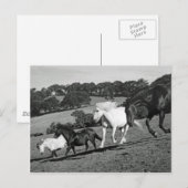 Pferde im Spiel Postkarte (Vorne/Hinten)