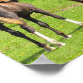 Pferde im Wiese Poster drucken (Ecke)