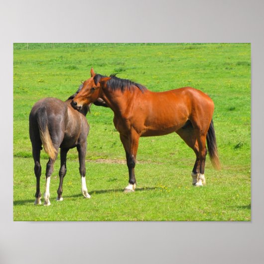 Pferde im Wiese Poster drucken (Vorne)