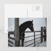 Pferde im Winter Postkarte (Vorne/Hinten)
