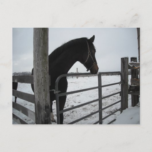 Pferde im Winter Postkarte (Vorderseite)