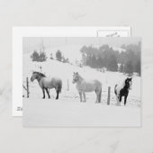 Pferde im Winter Postkarte (Vorne/Hinten)