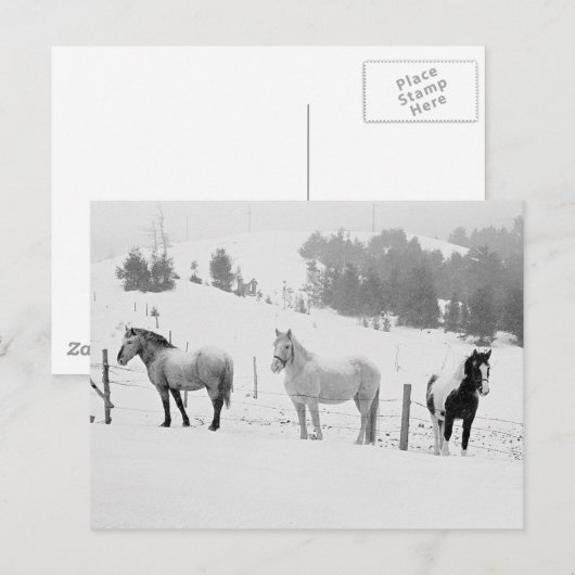 Pferde im Winter Postkarte (Vorne/Hinten)