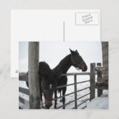 Pferde im Winter Postkarte (Vorne/Hinten)