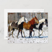 Pferde im Winter Schnee Postkarte (Vorne/Hinten)